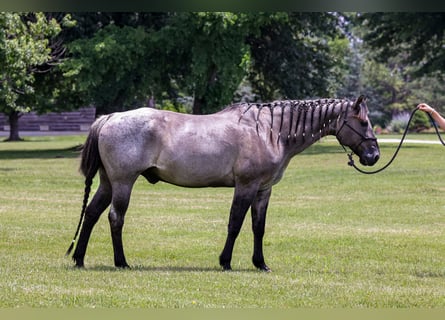 American Quarter Horse, Wałach, 8 lat, 163 cm, Karodereszowata