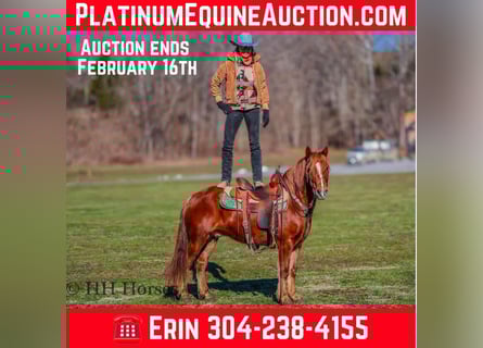 American Quarter Horse, Wałach, 8 lat, Ciemnokasztanowata