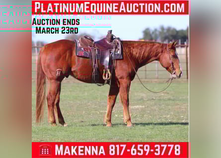 American Quarter Horse, Wałach, 8 lat, Cisawa