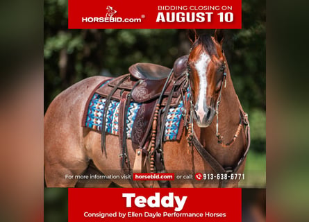 American Quarter Horse, Wałach, 8 lat, Gniadodereszowata