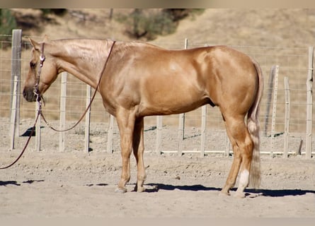 American Quarter Horse, Wałach, 8 lat, Izabelowata