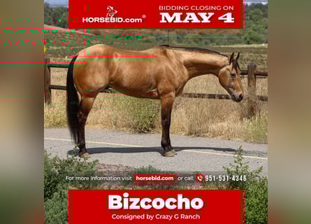 American Quarter Horse, Wałach, 8 lat, Jelenia