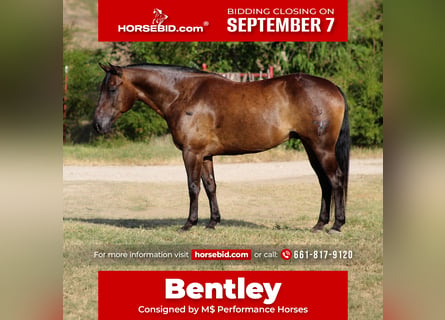 American Quarter Horse, Wałach, 8 lat, Kara