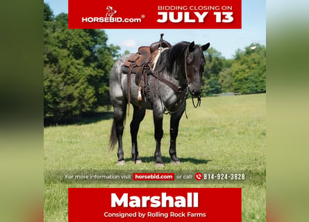 American Quarter Horse, Wałach, 8 lat, Karodereszowata