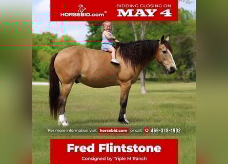 American Quarter Horse Mix, Wałach, 9 lat, 142 cm, Jelenia