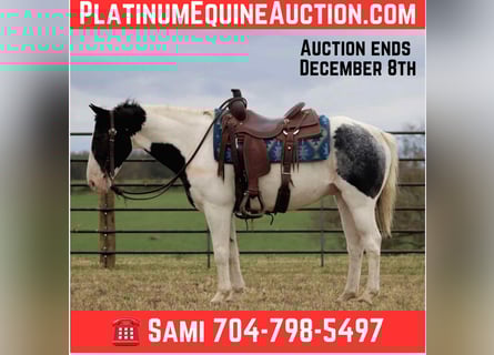 American Quarter Horse, Wałach, 9 lat, 145 cm, Karodereszowata