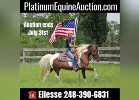 American Quarter Horse, Wałach, 9 lat, 147 cm, Tobiano wszelkich maści