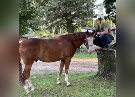 American Quarter Horse, Wałach, 9 lat, 149 cm, Kasztanowata