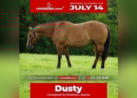 American Quarter Horse, Wałach, 9 lat, 150 cm, Bułana