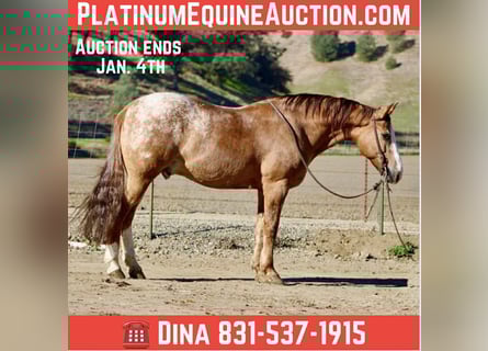 American Quarter Horse, Wałach, 9 lat, 150 cm, Kasztanowatodereszowata