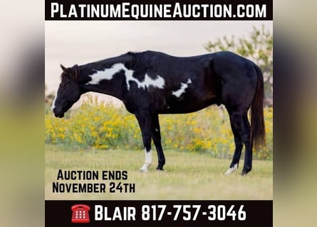 American Quarter Horse, Wałach, 9 lat, 150 cm, Overo wszelkich maści