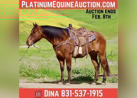 American Quarter Horse, Wałach, 9 lat, 152 cm, Bułana