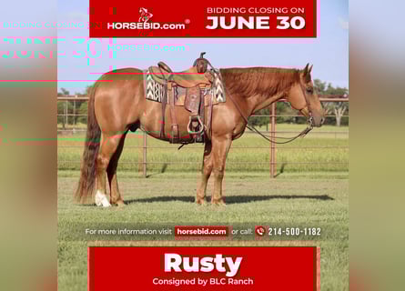 American Quarter Horse, Wałach, 9 lat, 152 cm, Cisawa