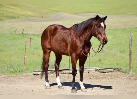 American Quarter Horse, Wałach, 9 lat, 152 cm, Gniada