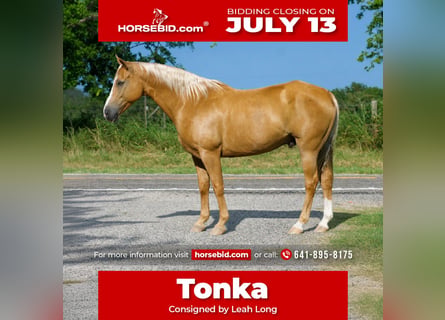 American Quarter Horse, Wałach, 9 lat, 152 cm, Izabelowata