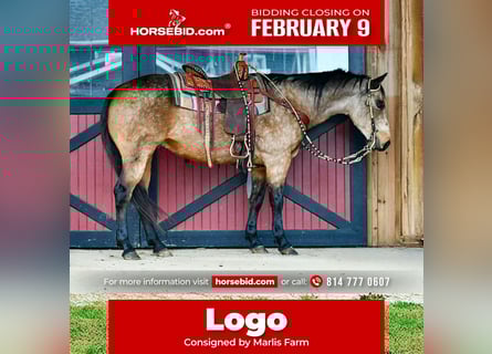 American Quarter Horse, Wałach, 9 lat, 152 cm, Jelenia