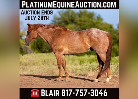 American Quarter Horse, Wałach, 9 lat, 152 cm, Kasztanowatodereszowata