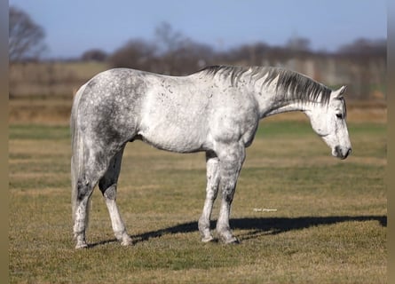 American Quarter Horse, Wałach, 9 lat, 152 cm, Siwa