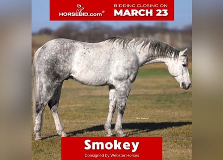 American Quarter Horse, Wałach, 9 lat, 152 cm, Siwa