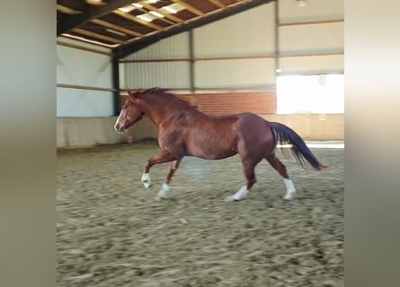 American Quarter Horse, Wałach, 9 lat, 153 cm, Kasztanowata
