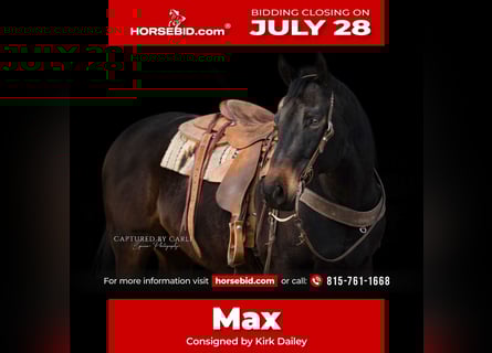 American Quarter Horse, Wałach, 9 lat, 155 cm, Gniada