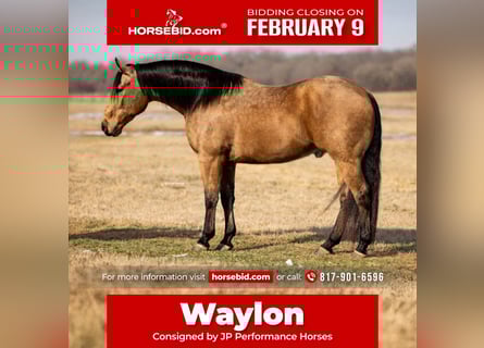 American Quarter Horse, Wałach, 9 lat, 155 cm, Jelenia