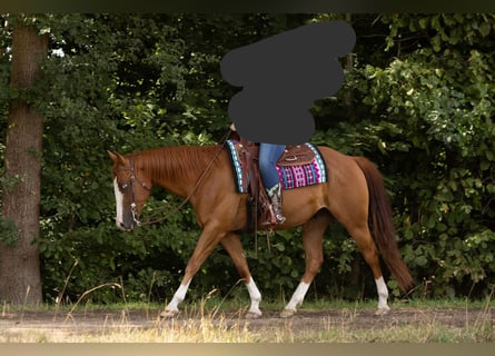 American Quarter Horse, Wałach, 9 lat, 155 cm, Kasztanowata
