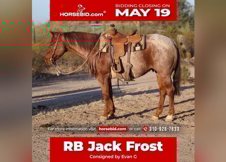 American Quarter Horse, Wałach, 9 lat, 155 cm, Kasztanowatodereszowata