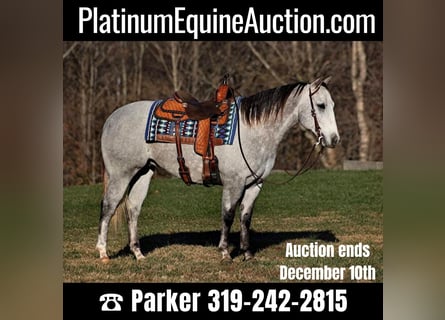 American Quarter Horse, Wałach, 9 lat, 155 cm, Siwa jabłkowita