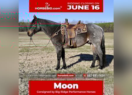 American Quarter Horse, Wałach, 9 lat, 157 cm, Gniadodereszowata