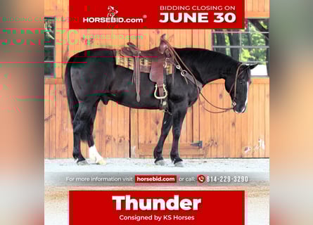 American Quarter Horse, Wałach, 9 lat, 157 cm, Kara