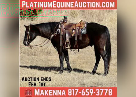 American Quarter Horse, Wałach, 9 lat, 157 cm, Kara