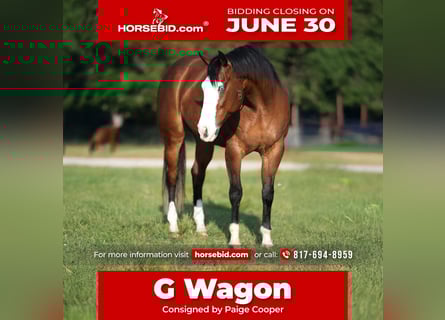 American Quarter Horse, Wałach, 9 lat, 160 cm, Gniada