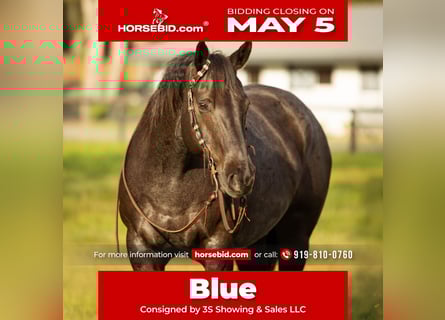 American Quarter Horse, Wałach, 9 lat, 160 cm, Karodereszowata