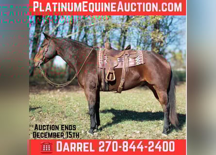 American Quarter Horse, Wałach, 9 lat, 163 cm, Gniada