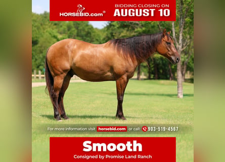 American Quarter Horse, Wałach, 9 lat, Bułana