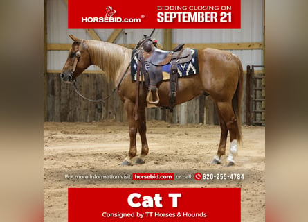 American Quarter Horse, Wałach, 9 lat, Cisawa