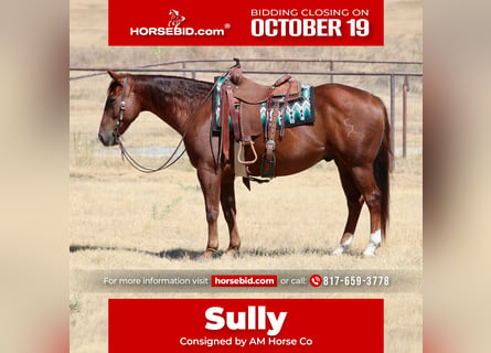 American Quarter Horse, Wałach, 9 lat, Cisawa