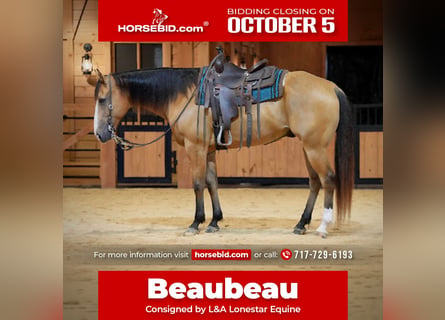American Quarter Horse, Wałach, 9 lat, Jelenia