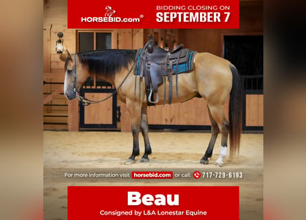 American Quarter Horse, Wałach, 9 lat, Jelenia
