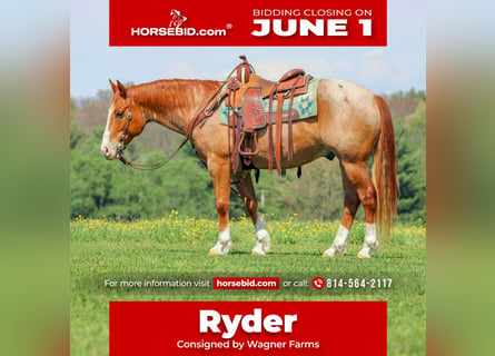 American Quarter Horse, Wałach, 9 lat, Kasztanowatodereszowata