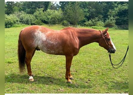 American Quarter Horse, Wałach, 9 lat, Rabicano