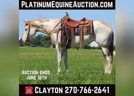 American Quarter Horse, Wałach, 9 lat