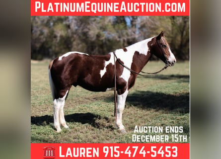 American Quarter Horse, Wałach, 10 lat, 142 cm, Tobiano wszelkich maści