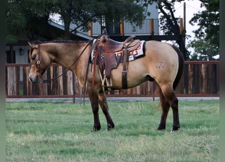 American Quarter Horse, Wałach, 10 lat, 147 cm, Grullo