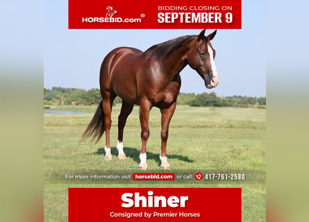 American Quarter Horse, Wałach, 10 lat, 150 cm, Ciemnokasztanowata