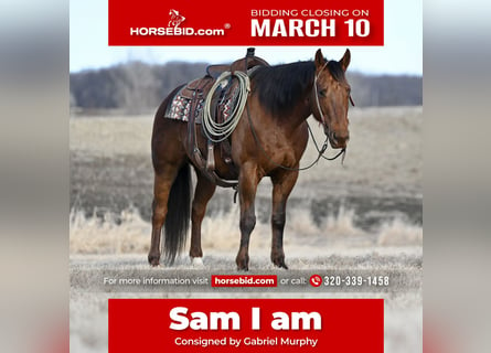 American Quarter Horse, Wałach, 10 lat, 150 cm, Ciemnokasztanowata