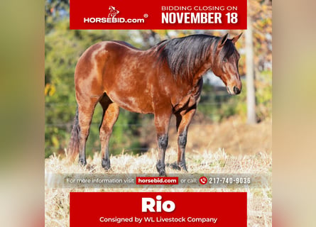 American Quarter Horse, Wałach, 10 lat, 150 cm, Gniada