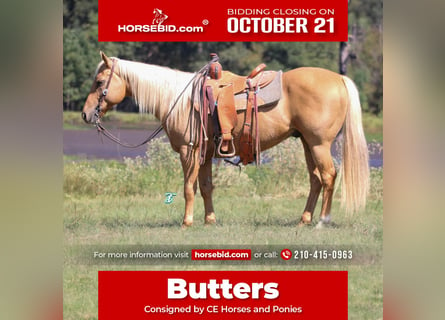 American Quarter Horse, Wałach, 10 lat, 150 cm, Izabelowata