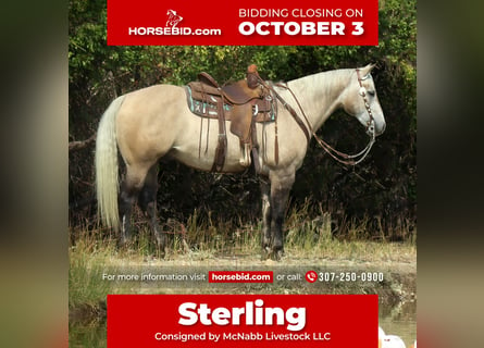American Quarter Horse, Wałach, 10 lat, 152 cm, Bułana